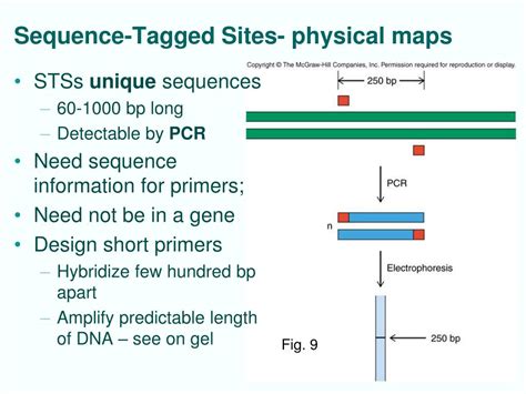 Mastering Sequence Tagged Sites: Unlock Their Full Potential Today