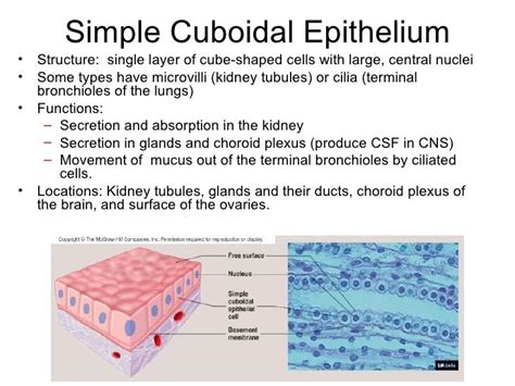 Unveiling the Secrets of Simple Cuboidal Epithelium Function