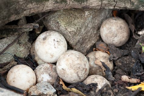 Discover Snapping Turtle Eggs' Secret Life!