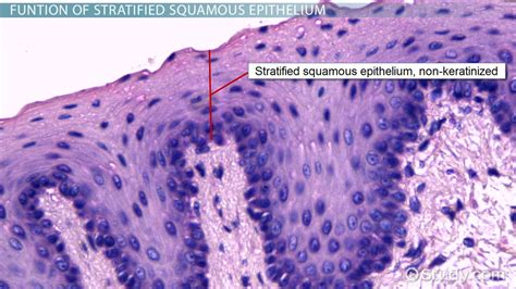 Stratified Squamous Epithelium: Structure Unveiled