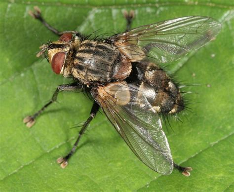 Rare Tachinid Fly Insights Unveiled
