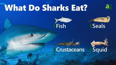 Unveiling Sharks: Their Surprising Diet Revealed