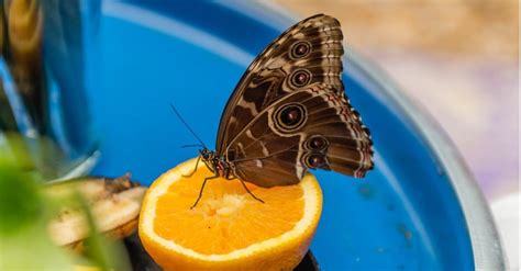 What Butterfly Eat: Delicious Secrets Revealed