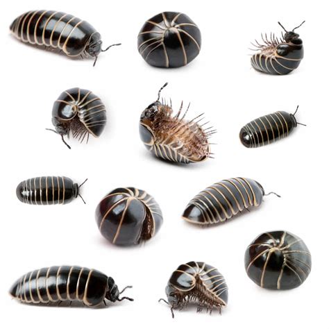 What Do Pill Bugs Eat: Diet Secrets Revealed