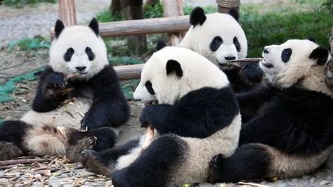 Discover the Collective Name for Pandas
