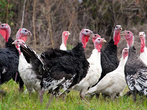 Mysterious Flock: What's Turkey Group Called?