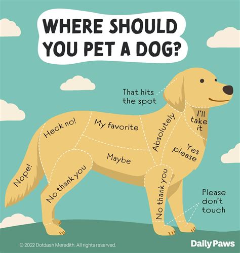 Demystifying Petting: What Is It Really All About