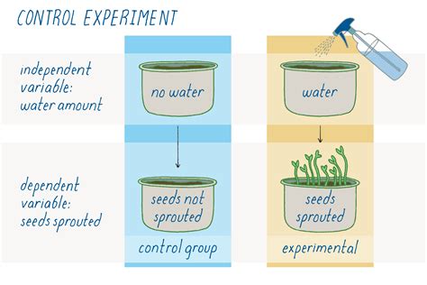 Essential Guide: What Is Control in Experiments?