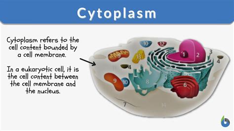 Cytoplasm's Essential Role Unveiled