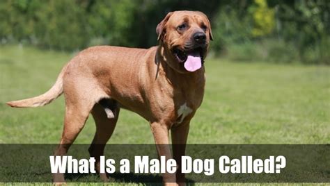 Curiosity Unveiled: What's a Male Dog Called?